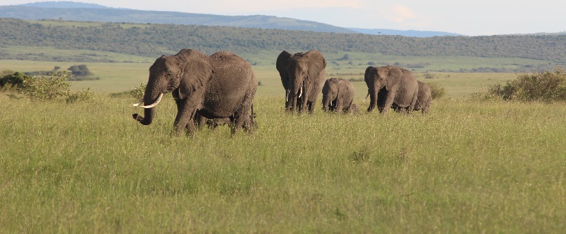 Elephants in Tarangire National Park