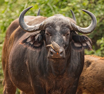Tanzania day trips safari
