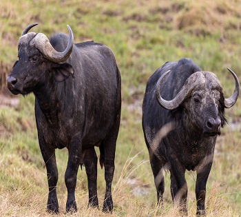Tanzania day trips safari