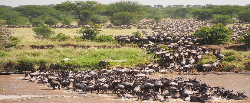 mules in Masai Mara game reserve