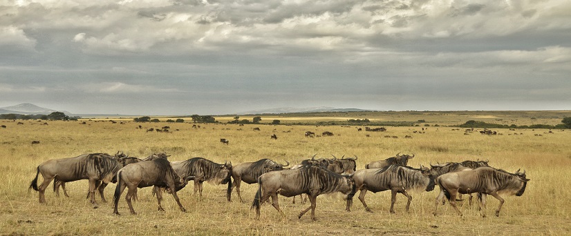5 days 4 nights Serengeti wildebeest migration safari