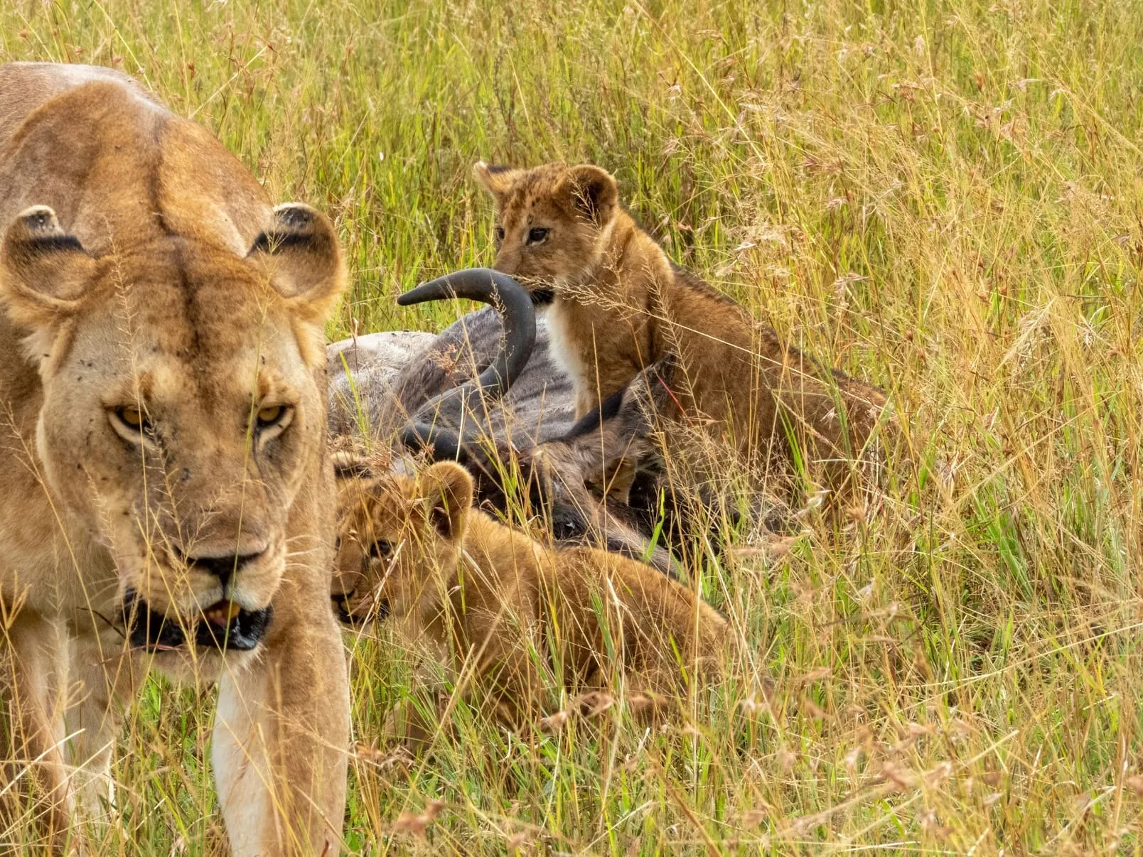 Budget Romantic safari packages in Africa