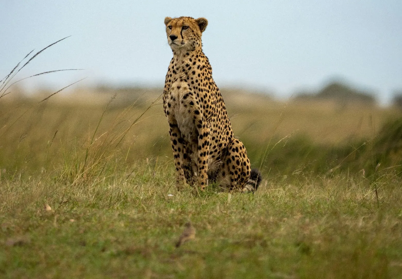 Masai Mara romantic safari packages in Kenya