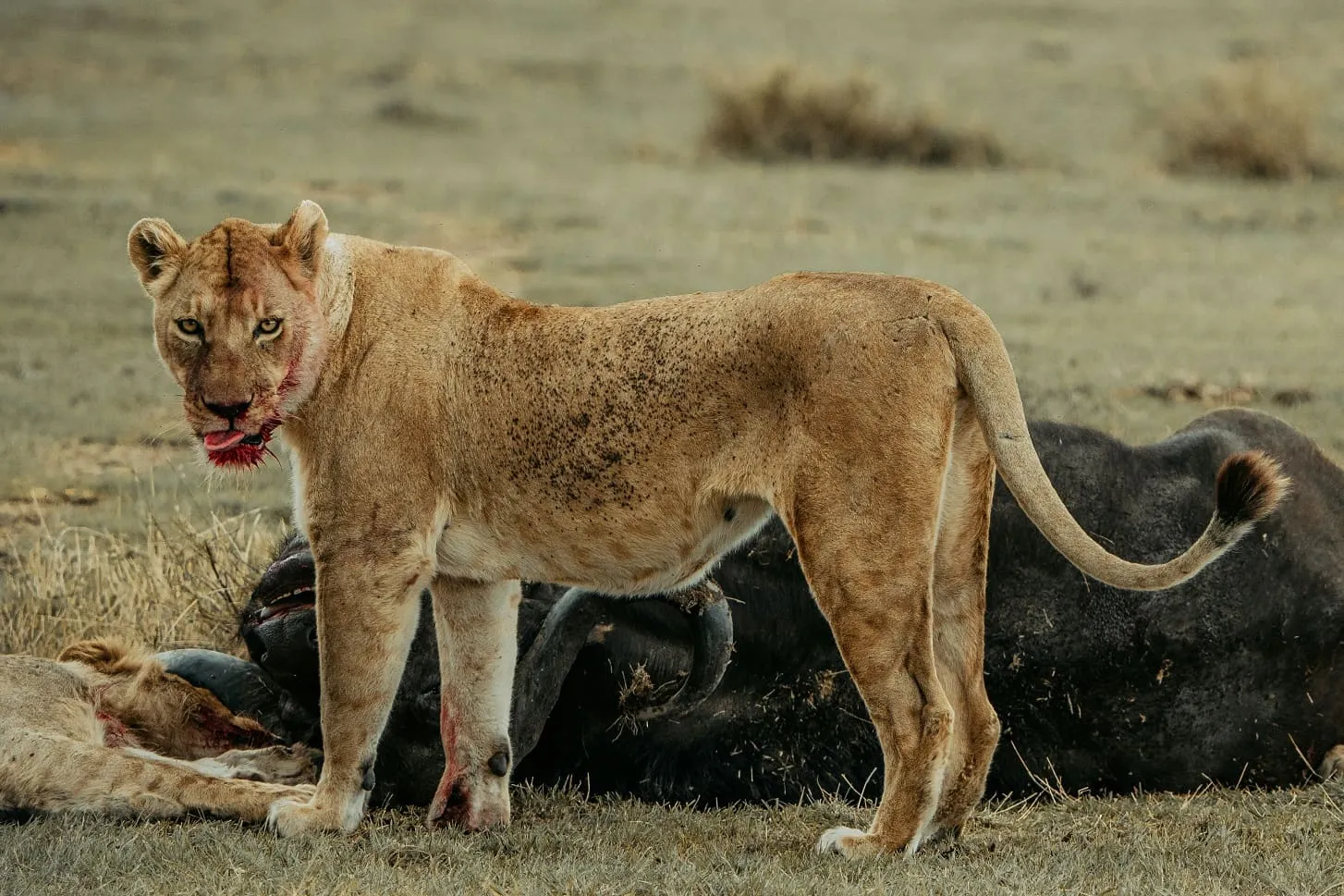 Ngorongoro Crater romantic safari attraction