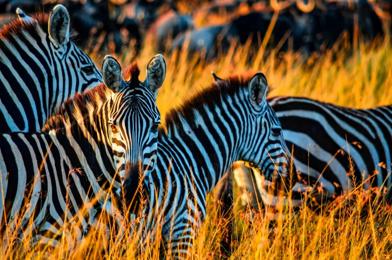 Serengeti romantic safari packages and wildlife tours