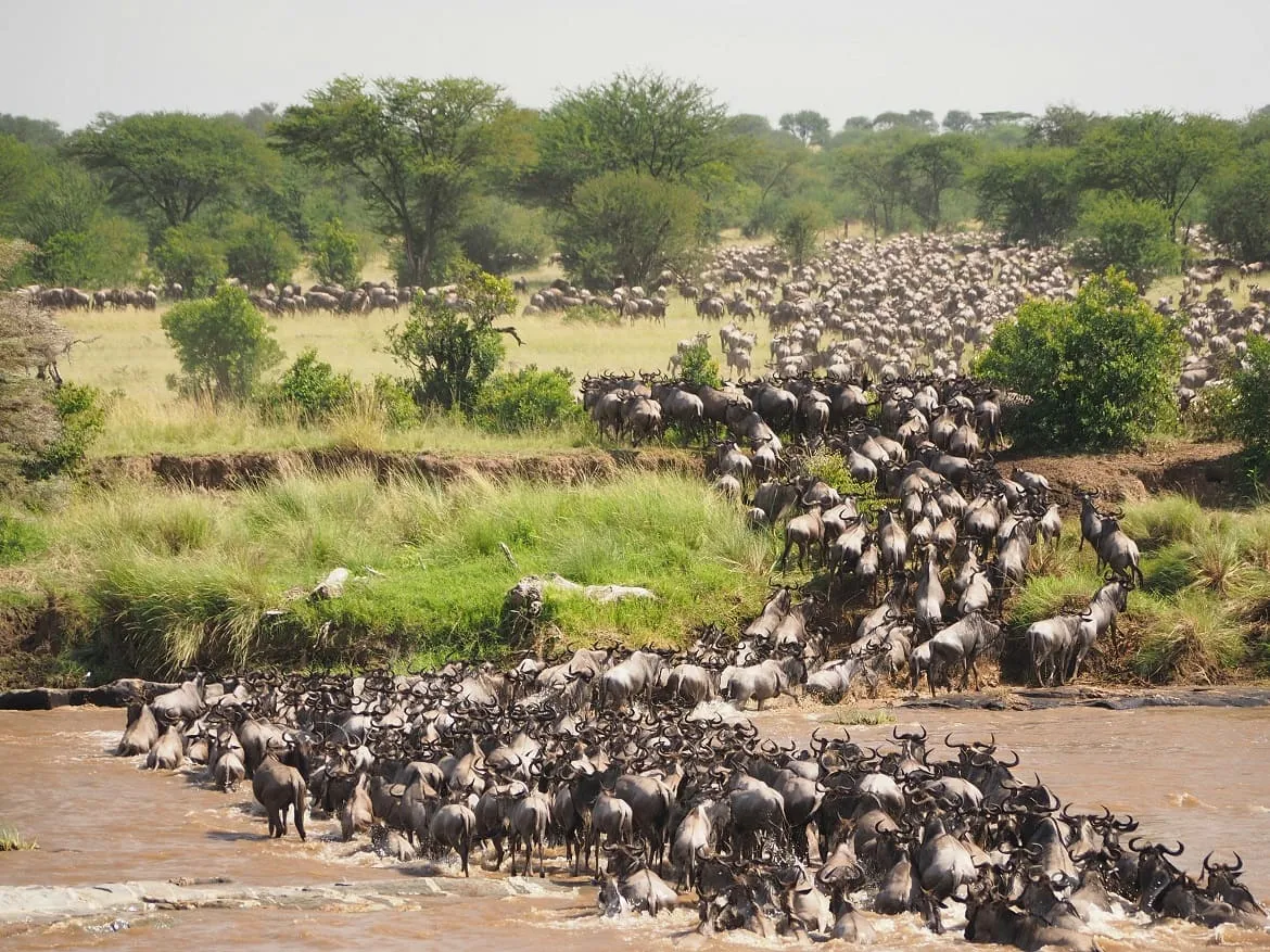 Migration romantic safari packages in Northern Serengeti
