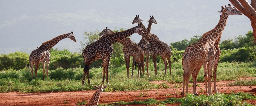 Hidden Tanzania 5 days Selous and Mikumi safari tours