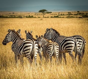 Hidden Tanzania 5 days Selous and Mikumi safari