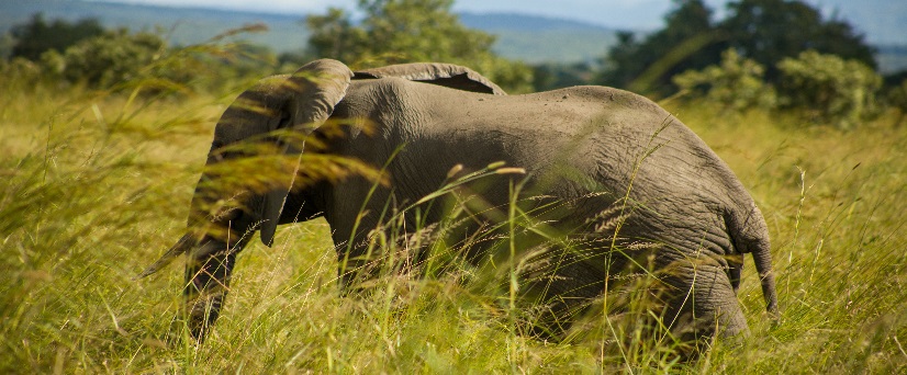 Hidden Tanzania 9 days Mikumi, Ruaha and Selous adventure