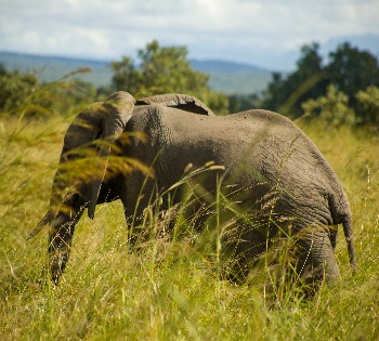 Hidden Tanzania 9 days to Mikumi, Ruaha, and Selous safari