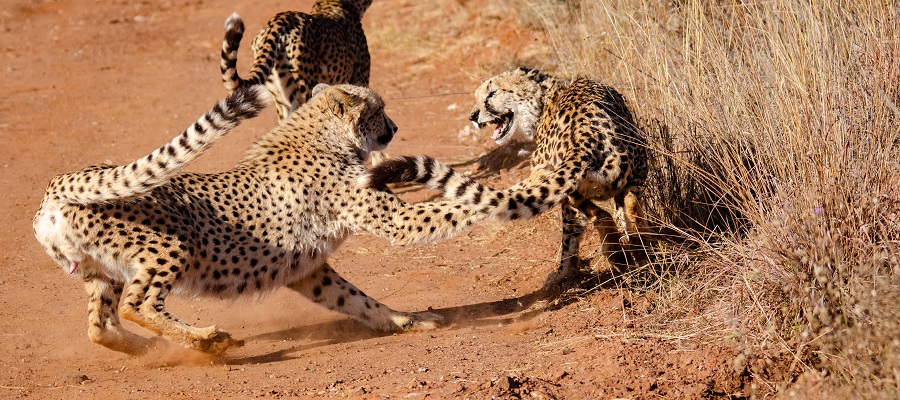 The Best African Serengeti National Park: The World Heritage Site Teeming with Wildlife