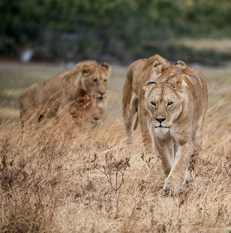 Kenya Safari Cost and price
