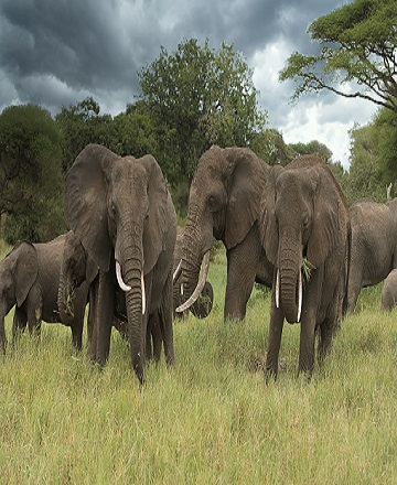 Tarangire National Park Safari from Moshi Tarangire Safari from Moshi