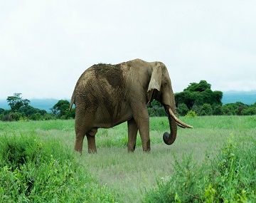 Tarangire National Park Safari from Moshi Tarangire Safari from Moshi