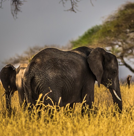 Our Top-Best Kenya Safari Cost 2025-2026 : Today's Latest Updates Guide You Need to Know in 2025-2026 