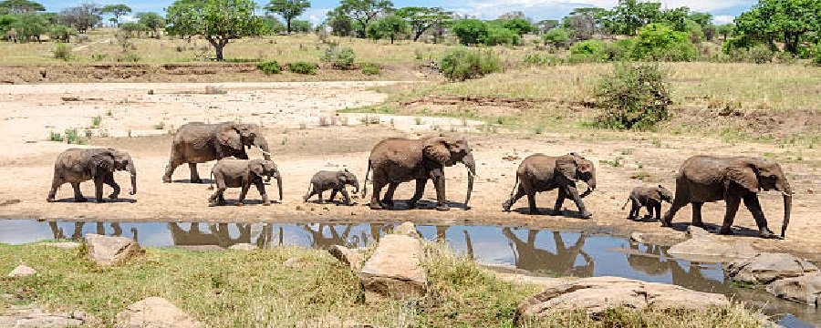 10 days tanzania budget safari tour