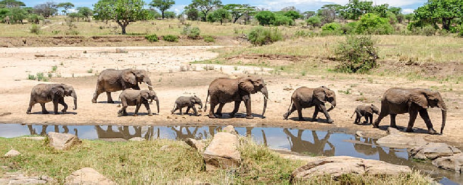 10 days Tanzania safari and Zanzibar beach itinerary holiday package for 2024, 2025, and 2026