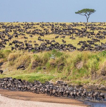 The best 8 days Serengeti wildebeest migration safari for 2024, 2025, and 2026