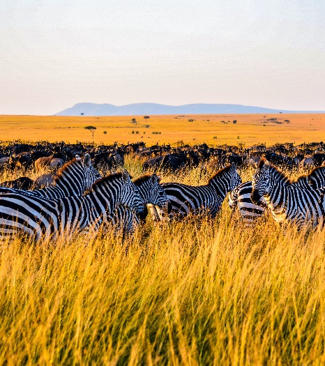 Zwei (2) Tage Safari-Ausflüge in den Norden Tansanias zum Tarangire- und Ngorongoro-Krater