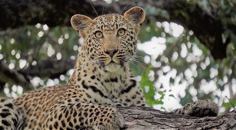 2025/2026  Best 2 Days Tanzania Safari Package
