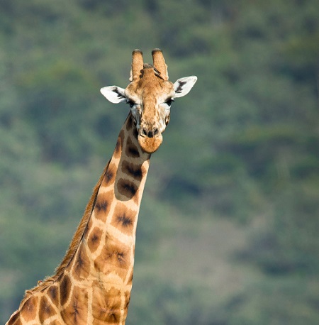 2 Tage Tansania Reisen Royal Safaris - Africa Natural Tours, Zwei Tage Privatsafari, 2 Tage Kilimanjaro Ngorongoro Crater, Serengeti Migration Safari Tansania