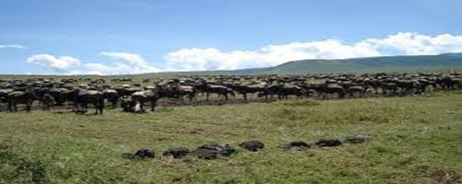 2 Days Tanzania Lodge/Hotel Safari