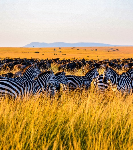 The Best 2-day Tanzania Safari (Full Plan and Complete Itinerary) – Book Ticket & Tour