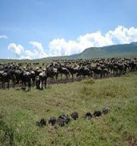 2 days Tanzania safari from Arusha