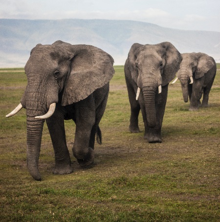2-day Tanzania trip: The best listed Safari to Mikumi from Dar es Salaam
