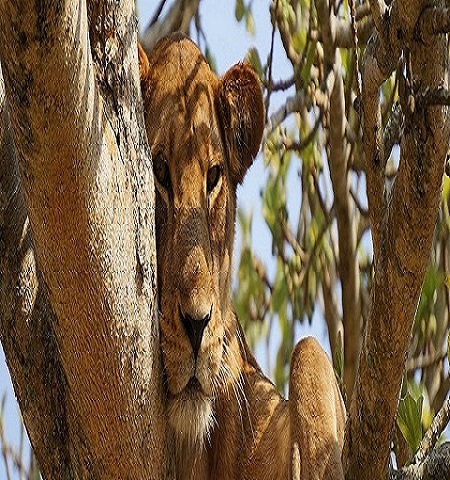 2 Days Tanzania Short Safari