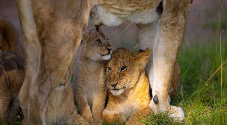 2025/2026  Best 3 Days Tanzania Safari Package