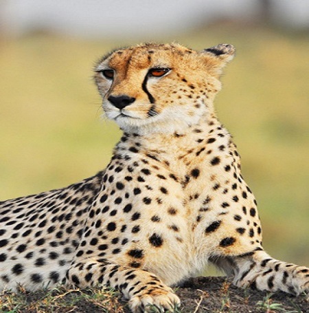 cheetah in Masai Mara game reserve