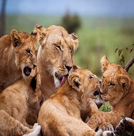 lions in Masai Mara game reserve