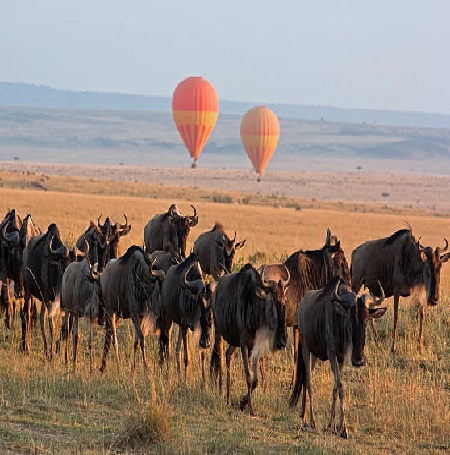 Best Nairobi Safari Tours
