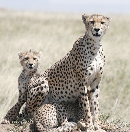 wildlife in Serengeti National & Ngorongoro crater