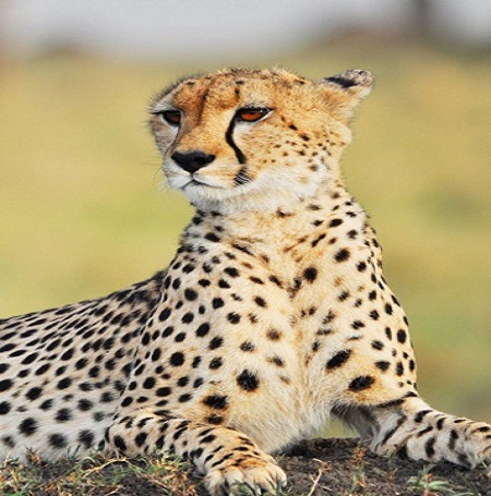 3 days Tanzania safari | Private luxury, budget, camping, and lodge safaris