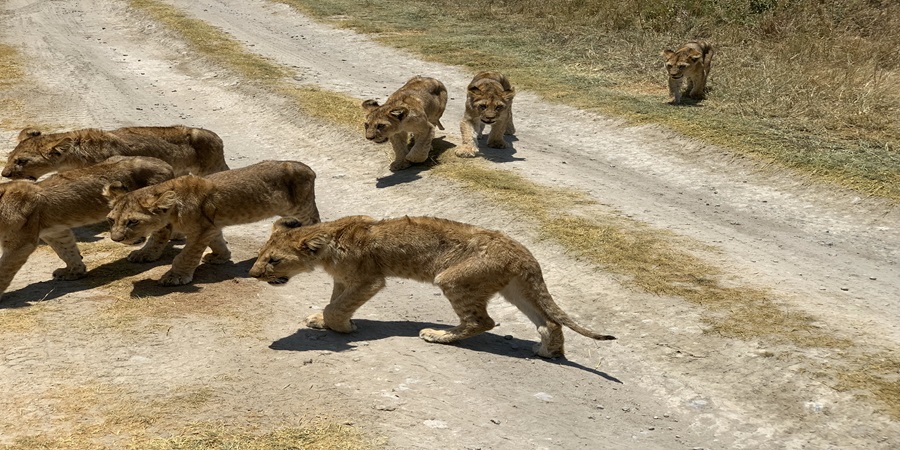 Tarangire, Manyara, Ngorongoro