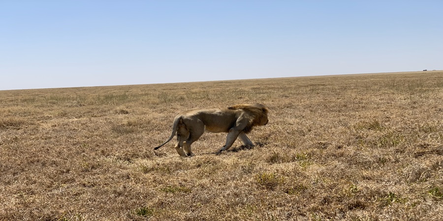  Safari privé de 3 jours en Tanzanie depuis