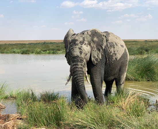 Tarangire, Manyara, Ngorongoro
