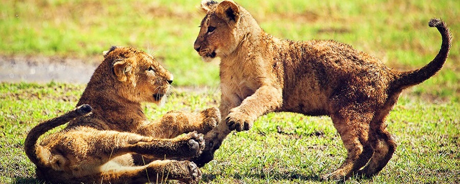 World's 4-day Tanzania Luxury Safari Package in 2025/2026 