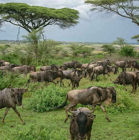 Best 4-days Masai Mara safari in Kenya  2024 | 2025 | 2026