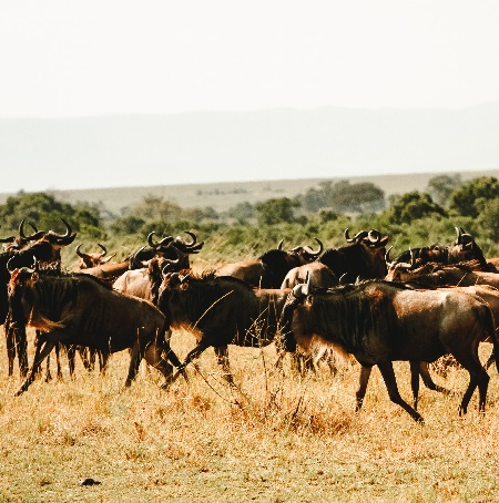 The best 4 days Serengeti migration safari 2024, 2025, and 2026