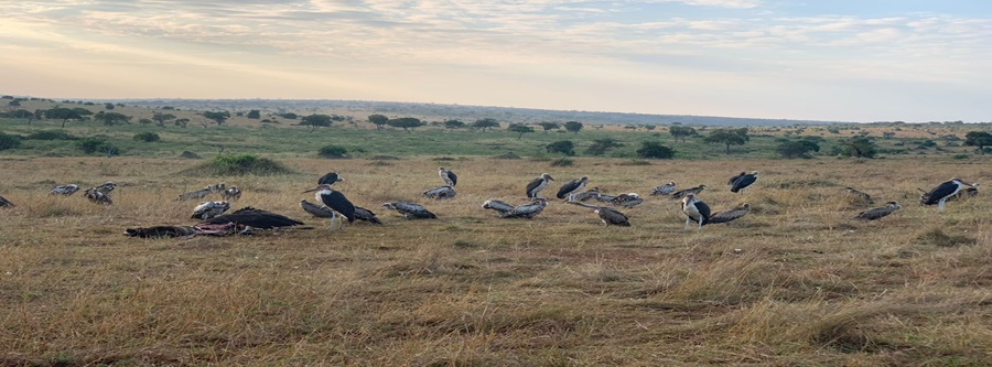 3-Dagars Safari i Tanzania från Moshi/Arusha