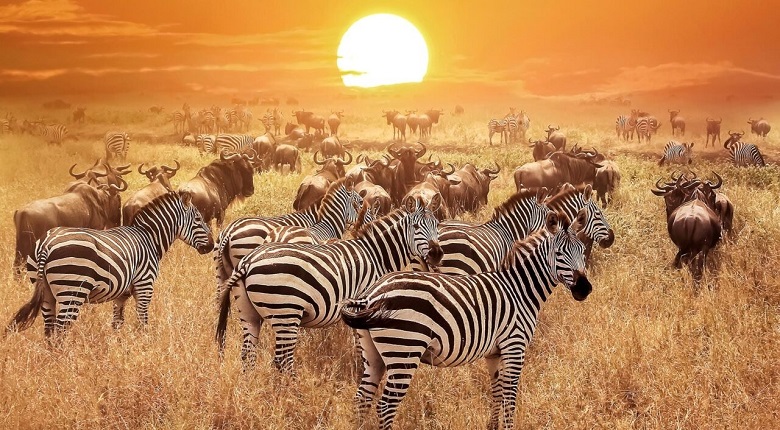 2025/2026  Best 5 Days Tanzania Safari Package