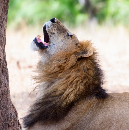 Best 5 days Tanzania group joining safari 2024, 2025, and 2026