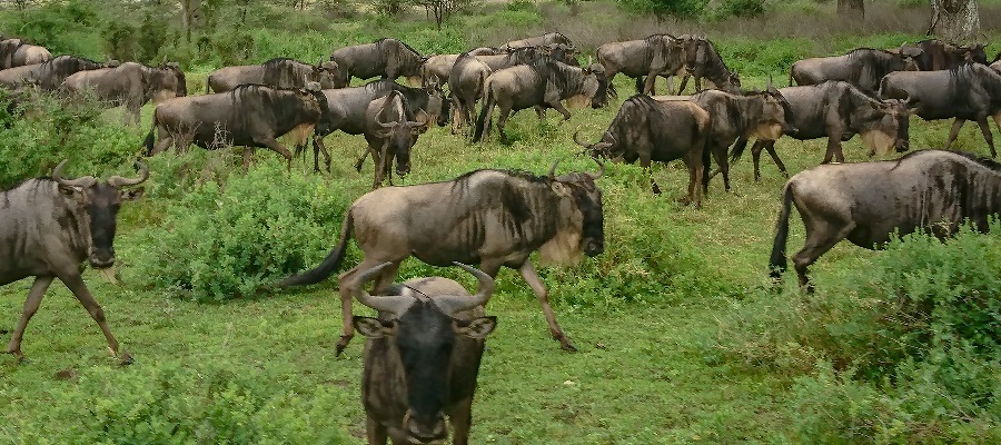 5 days Tanzania safari: the green season for wildebeest migration