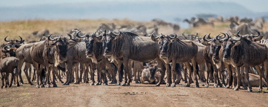 The best 5 days Serengeti migration safari
