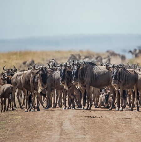 The best 5 days Serengeti migration safari for 2024, 2025, and 2026