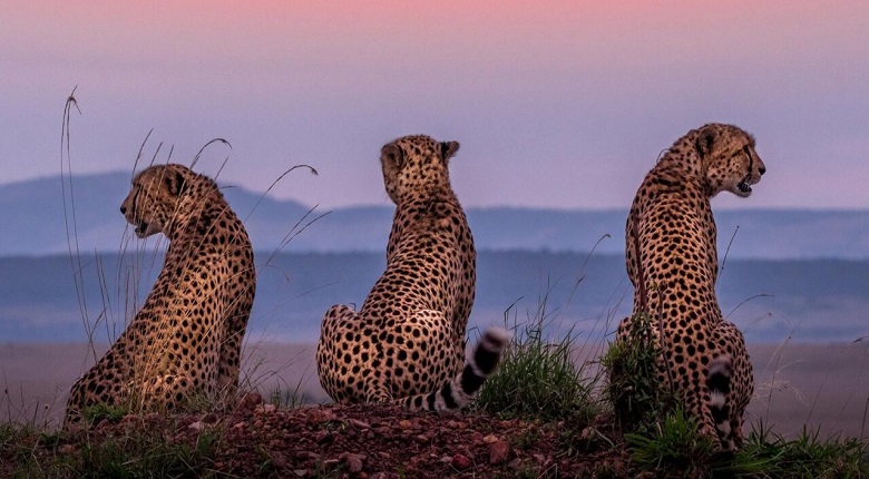 2025/2026  Best 6 Days Tanzania Safari Package from Mwanza