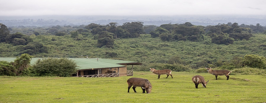 Kenya Safari Cost 2025-2026 